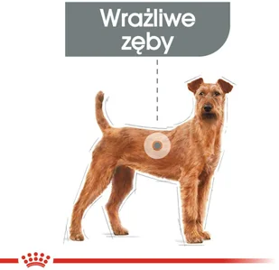 Royal Canin CCN Medium Dental Care 10 kg - Sucha karma dla psów - miniaturka - grafika 3