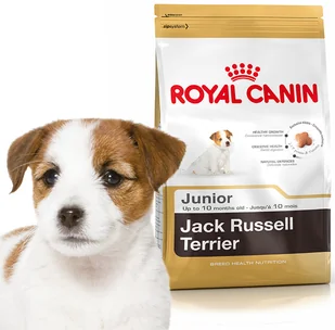 Royal Canin Jack Russel Junior 3 kg - Sucha karma dla psów - miniaturka - grafika 2