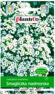 Nasiona i cebule - Plantico Smagliczka nadmorska - miniaturka - grafika 1
