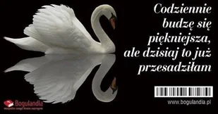 Bogulandia Magnes na lodówkę Codziennie budzę się piękniejsza - Magnesy - miniaturka - grafika 2