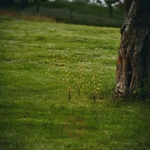 Best Season Lampa dekoracyjna LED Reedy 50 cm w zestawie 3 szt - Lampy ogrodowe - miniaturka - grafika 2