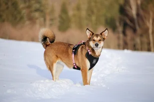 WauDog WauDog szelki dla psa typu guard - komfort rozm. S PINK - Szelki dla psów - miniaturka - grafika 2