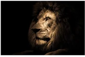Obrazy i zdjęcia - Obraz Glasspik Lion 70 x 100 cm GL AN 70X100 GL247 - miniaturka - grafika 1