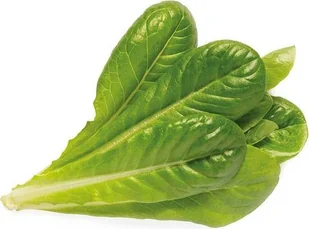 Click & Grow Kapsułki roślinne Click &amp Grow Pods Romaine Lettuce Sałata rzymska RomaineLettuce - Nasiona i cebule - miniaturka - grafika 2