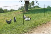 Akcesoria do hodowli zwierząt - Kerbl Elektryczna siatka ogrodzeniowa dla drobiu, 50 m, 292220 Kerbl - miniaturka - grafika 1