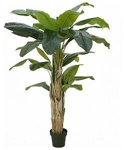 Europalms EUROPALMS Drzewo bananowe, sztuczna roślina, 170 cm 82509539 - Sztuczne drzewka Europalms EUROPALMS Drzewo bananowe, sztuczna roślina, 170 cm 82509539 - Sztuczne drzewka - miniaturka - grafika 1