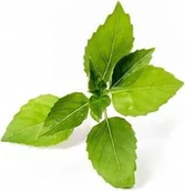 Pozostałe akcesoria do uprawy roślin - Veritable Veritable wkład nasienny Lingot - bazylia cytrynowa VE-0068555 - miniaturka - grafika 1