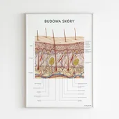 Meble i wyposażenie gabinetów medycznych - Marta Pawelec - ilustrator medyczny Plakat anatomiczny - BUDOWA SKÓRY 11-0019 - miniaturka - grafika 1