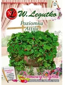 Nasiona i cebule - Legutko Poziomka Attila 0,1g Domowy ogród - miniaturka - grafika 1