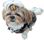 Ubranka dla psów - Ręcznie szyta kurtka sportowa moro - miniaturka - grafika 1