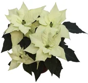 Kwiaty doniczkowe i cięte - Poinsecja 13 cm - miniaturka - grafika 1