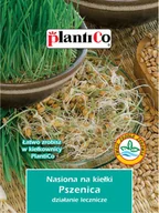 Nasiona i cebule - Plantico Nasiona na Kiełki pszenicy - miniaturka - grafika 1