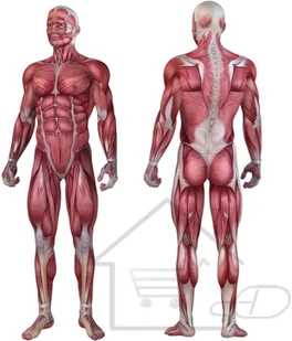 Movit Wałek do masażu 33 x 14 cm, niebieski roller 20040516 - Akcesoria do masażu - miniaturka - grafika 4