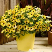 Sadzonki drzew krzewów - Osteospermum 10 5 cm - miniaturka - grafika 1