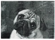 Wycieraczki - Mint Rugs Mint rugs 102844 _ 50 X 70 Statement mat "Pug", z tworzywa sztucznego z, czarny/szary, 70 x 50 x 0.7 cm 102844_50x70 - miniaturka - grafika 1