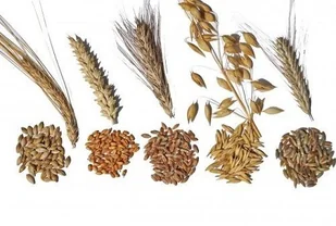 Browin Uniwersalny śrutownik stołowy SŁÓD MŁYNEK do ZBOŻA 408500 - Domowy wyrób alkoholu - miniaturka - grafika 2