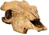 Dekoracje do terrarium - Exo Terra czaszka martwa ukrywa gady - miniaturka - grafika 1