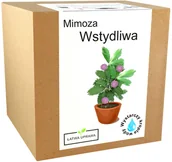 Nasiona i cebule - Zestaw do Uprawy Mimoza Wstydliwa Różowa Mimosa - miniaturka - grafika 1