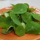 Nasiona i cebule - Toraf Microgreens Nasturcja karłowa 100 g Mic000092 - miniaturka - grafika 1