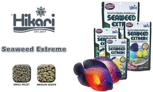 Hikari Marine Seaweed Extreme Medium Wafer 90g 26755-uniw - Pokarm dla ryb - miniaturka - grafika 2
