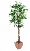 Sztuczne drzewka - Europalms Europalms Wisteria, white, 180cm, Sztuczne drzewo 82507106 - miniaturka - grafika 1