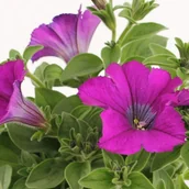 Sadzonki drzew krzewów - Verve Petunia mix 10-pak 25 - miniaturka - grafika 1
