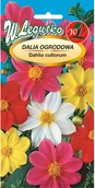 Nasiona i cebule - Legutko Dalia karłowa Mignon mieszanka - miniaturka - grafika 1