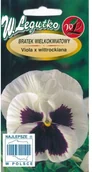 Nasiona i cebule - Legutko Bratek Szwajcarski wielkokwiatowy Viola X Silberbraut 0,5g - miniaturka - grafika 1