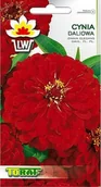 Nasiona i cebule - Toraf KWIATY Cynia daliowa czerwona nasiona 1g 00360 - miniaturka - grafika 1