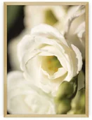 Plakaty - Dekoria Dekoria Plakat Flower Wall 30 x 40 cm Ramka Złota 219A-000-23 - miniaturka - grafika 1