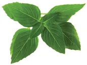 Nasiona i cebule - Click&Grow Kapsułki z nasionami Smart Soil 3 szt. bazylia tajska 4742793007533 - miniaturka - grafika 1