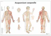 Pozostałe kosmetyki - 3B Scientific anatomiczne krojenia VR2820UU - miniaturka - grafika 1