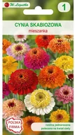 Nasiona i cebule - Legutko Cynia wytworna skabiozowa MIESZANKA - miniaturka - grafika 1