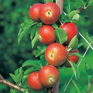 Sadzonki drzew krzewów - In My Garden Jabłoń  (Malus) Staropolski ogród - miniaturka - grafika 1