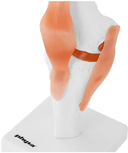 Physa Staw kolanowy - model anatomiczny PHY-KJ-1 - Pomoce naukowe - miniaturka - grafika 5