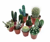 Sztuczne kwiaty - Kaktusy ,  zestaw 10 szt,  mix nr.  1 - miniaturka - grafika 1
