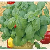 Nasiona i cebule - BAZYLIA WŁAŚCIWA (OCIMUM BASILICUM) 200 NASION - miniaturka - grafika 1