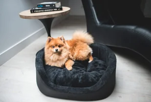 Ami Play Legowisko Elipsa Aspen czarne L 50817-uniw - Legowiska dla psów - miniaturka - grafika 2