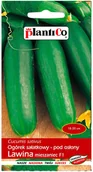 Nasiona i cebule - Plantico Ogórek szklarniowy Lawina F1 - miniaturka - grafika 1