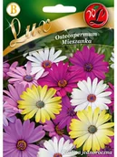 Nasiona i cebule - Legutko Osteospermum MIESZANKA - miniaturka - grafika 1