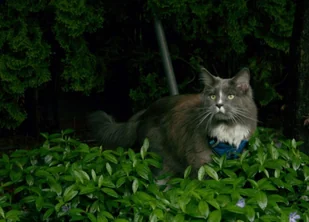 all for cats ALL FOR CATS Sportowe szelki Niebieski XS dla kota - Szelki dla kotów - miniaturka - grafika 3