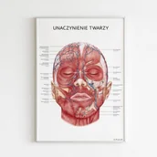 Meble i wyposażenie gabinetów medycznych - Marta Pawelec - ilustrator medyczny Plakat anatomiczny - UNACZYNIENIE TWARZY 11-0015 - miniaturka - grafika 1