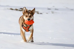 PitchDog PitchDog Piłka Rugby Sport Ball śr. 9 cm, dł. 14 cm Pink - Zabawki dla psów - miniaturka - grafika 4