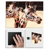 Plakaty - Pix4home Plakat metalowy żyrafy M POS-M-01799 - miniaturka - grafika 1