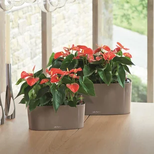 Lechuza Donica Delta 20 ALL-IN-ONE, taupe, wysoki połysk, 15566 - Donice - miniaturka - grafika 3