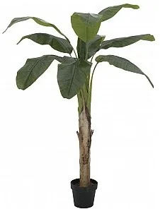 Europalms EUROPALMS Drzewo bananowe, sztuczna roślina, 145 cm 82509504 - Sztuczne drzewka Europalms EUROPALMS Drzewo bananowe, sztuczna roślina, 145 cm 82509504 - Sztuczne drzewka - miniaturka - grafika 1