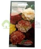 Nasiona i cebule - Torseed Goździk chabaud mieszanka 0,5g - miniaturka - grafika 1