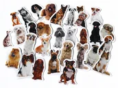 Magnesy - Magnesy na lodówkę poznaję Rasy Psów 30 Elementów - miniaturka - grafika 1