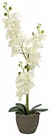 Sztuczne kwiaty - Europalms EUROPALMS Orchidea, sztuczna roślina, kremowa, 80 cm 82530361 - miniaturka - grafika 1