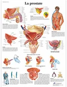 Pozostałe kosmetyki - 3B Scientific anatomiczne krojenia VR2528L - miniaturka - grafika 1